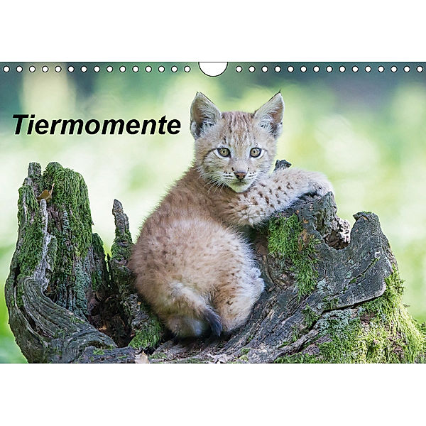 Tiermomente (Wandkalender 2019 DIN A4 quer), Wilfried Martin