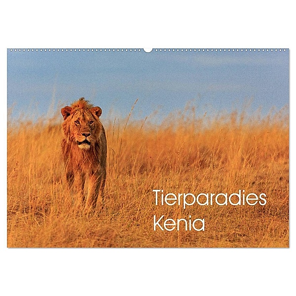 Tierparadies Kenia (Wandkalender 2024 DIN A2 quer), CALVENDO Monatskalender, David Oberholzer