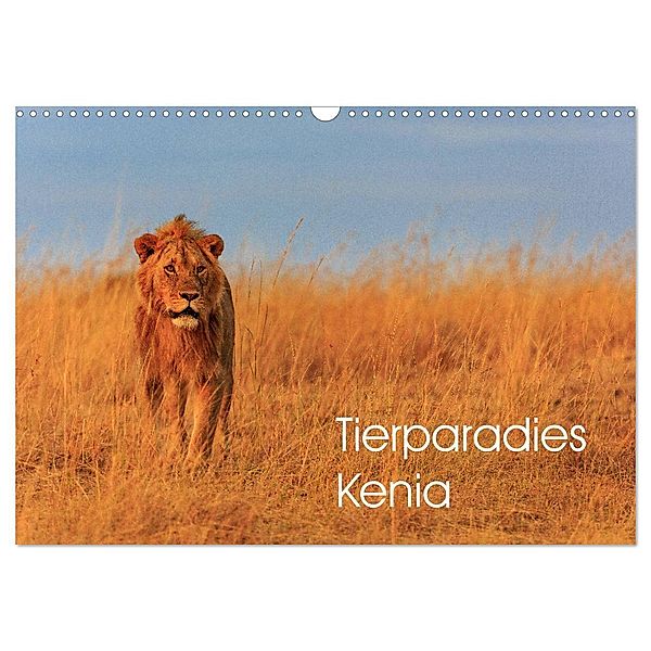 Tierparadies Kenia (Wandkalender 2024 DIN A3 quer), CALVENDO Monatskalender, David Oberholzer