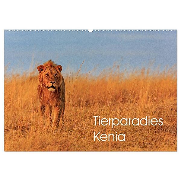 Tierparadies Kenia (Wandkalender 2025 DIN A2 quer), CALVENDO Monatskalender, Calvendo, David Oberholzer