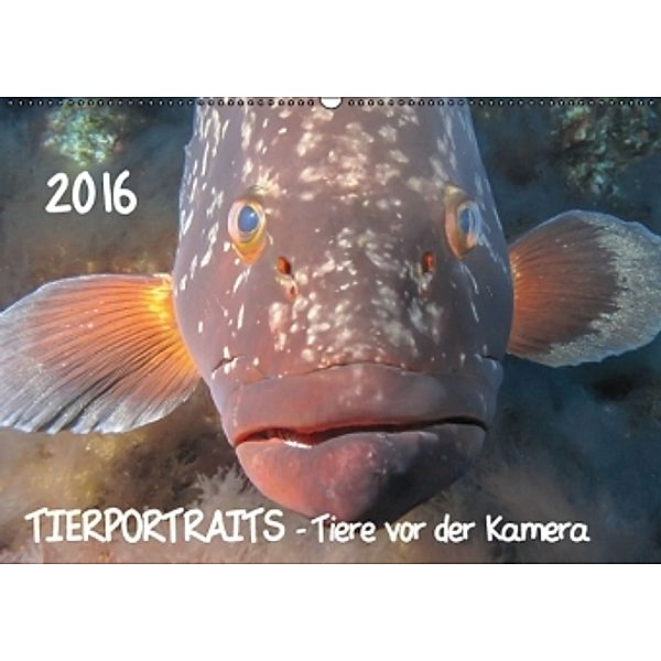 TIERPORTRAITS - Tiere vor der Kamera (Wandkalender 2016 DIN A2 quer), Claudia Weber-Gebert