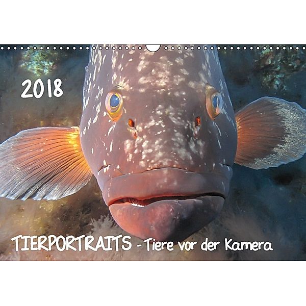 TIERPORTRAITS - Tiere vor der Kamera (Wandkalender 2018 DIN A3 quer), Claudia Weber-Gebert