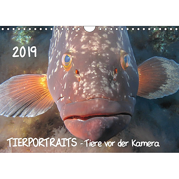 TIERPORTRAITS - Tiere vor der Kamera (Wandkalender 2019 DIN A4 quer), Claudia Weber-Gebert