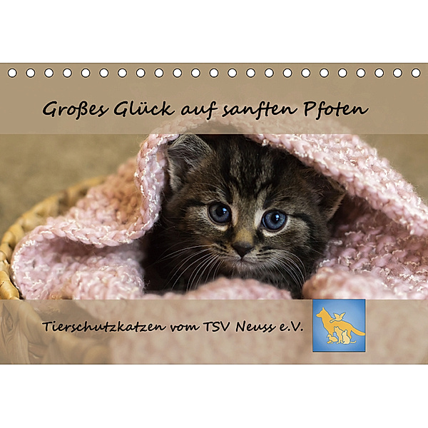 Tierschutzkatzen vom TSV-Neuss - Großes Glück auf sanften Pfoten (Tischkalender 2019 DIN A5 quer), Jane B