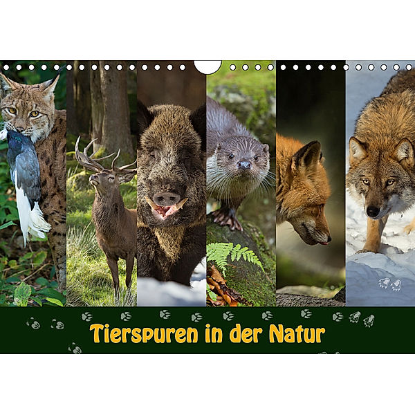 Tierspuren in der Natur (Wandkalender 2019 DIN A4 quer), Johann Schörkhuber