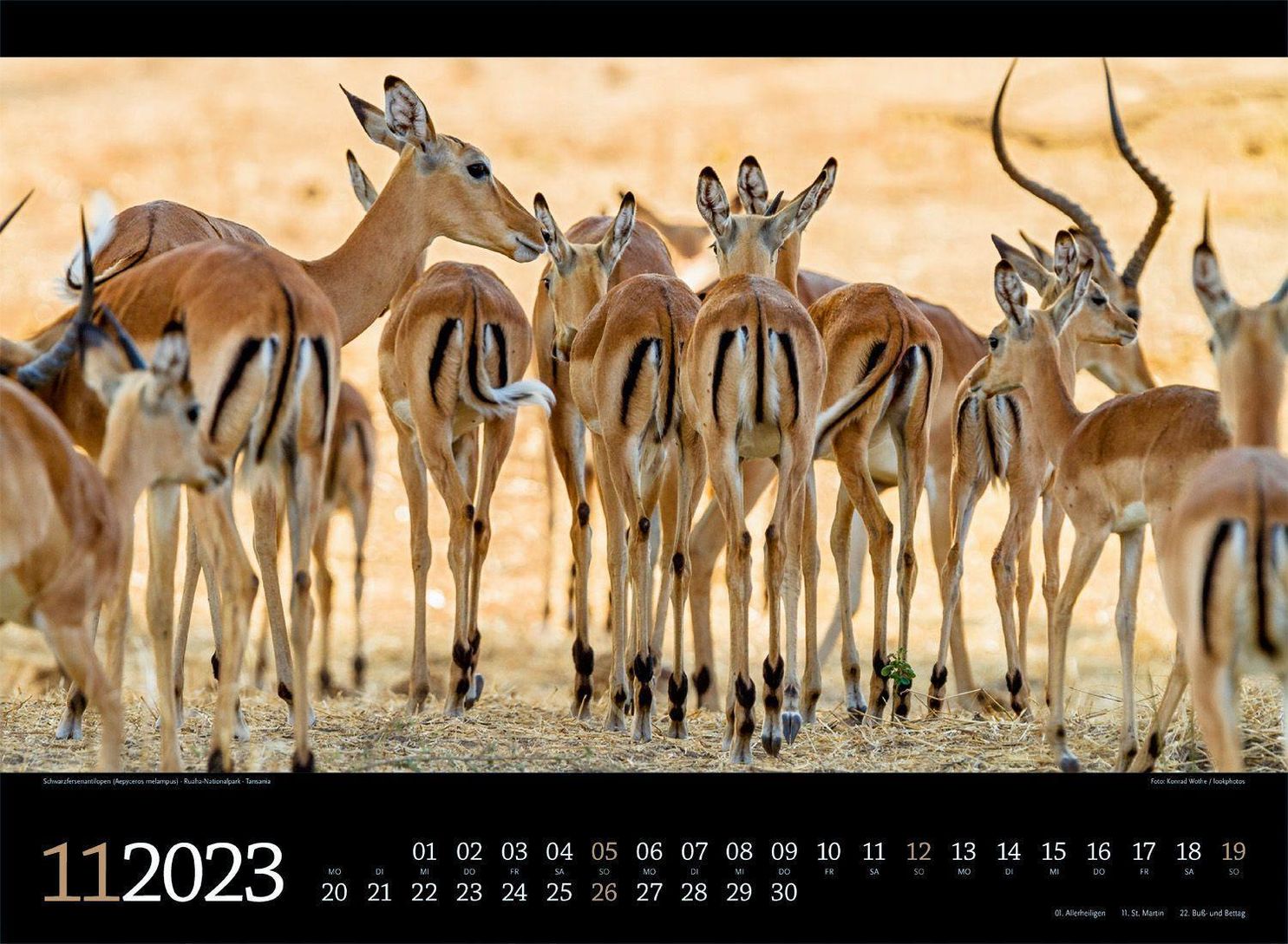 Tierwelt Afrika Kalender 2023 - Kalender bei Weltbild.at kaufen
