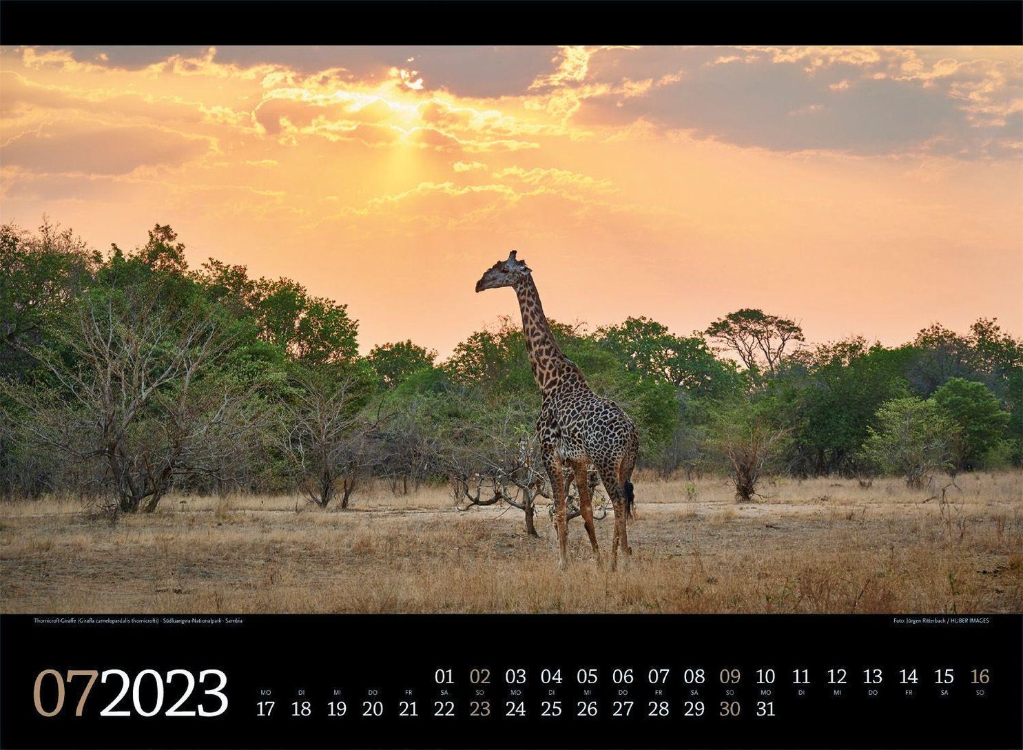 Tierwelt Afrika Kalender 2023 - Kalender bei Weltbild.de kaufen