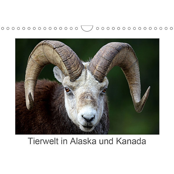 Tierwelt in Alaska und Kanada (Wandkalender 2020 DIN A4 quer), Carsten Braue