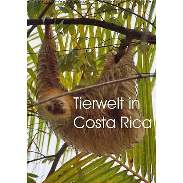 Tierwelt in Costa Rica (Wandkalender 2016 DIN A2 hoch), M.Polok