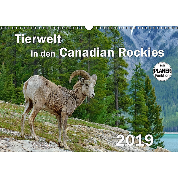 Tierwelt in den Canadian Rockies (Wandkalender 2019 DIN A3 quer), Dieter-M. Wilczek