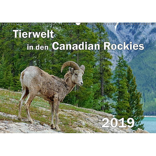 Tierwelt in den Canadian Rockies (Wandkalender 2019 DIN A2 quer), Dieter-M. Wilczek