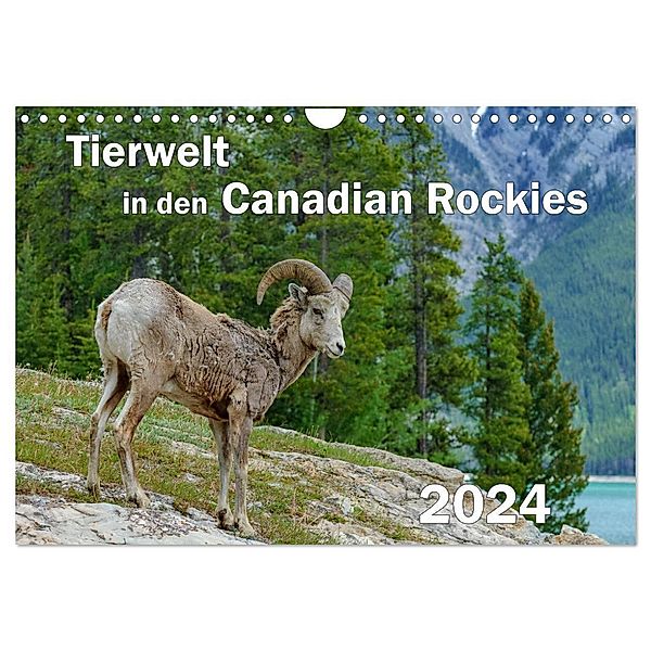 Tierwelt in den Canadian Rockies (Wandkalender 2024 DIN A4 quer), CALVENDO Monatskalender, Dieter-M. Wilczek