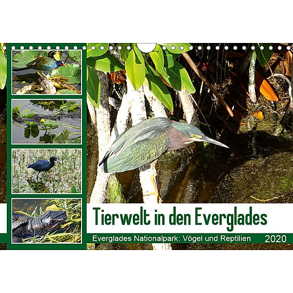 Tierwelt in den Everglades (Wandkalender 2020 DIN A4 quer)