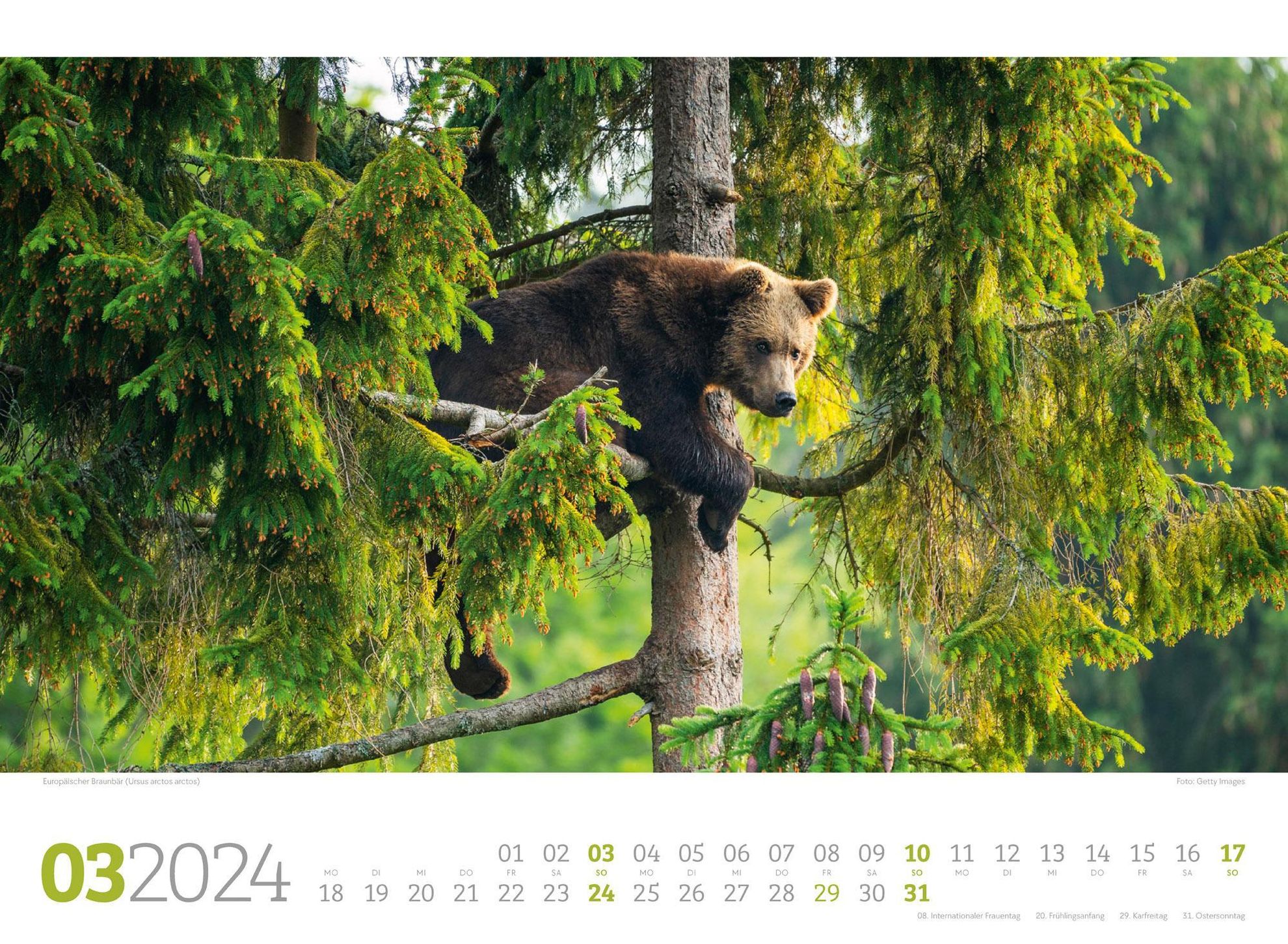 Tierwelt Wald Kalender 2024 online kaufen - Orbisana