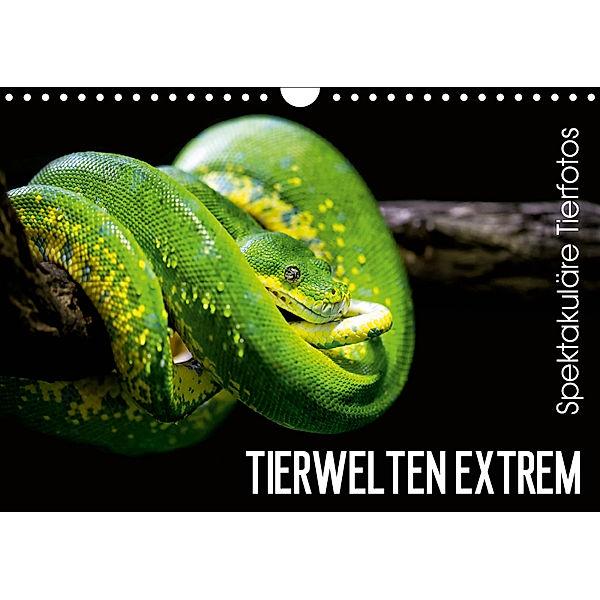 Tierwelten Extrem - Spektakuläre Tierfotos (Wandkalender 2019 DIN A4 quer), Christian Colista