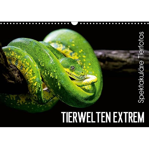 Tierwelten Extrem - Spektakuläre Tierfotos (Wandkalender 2020 DIN A3 quer), Christian Colista