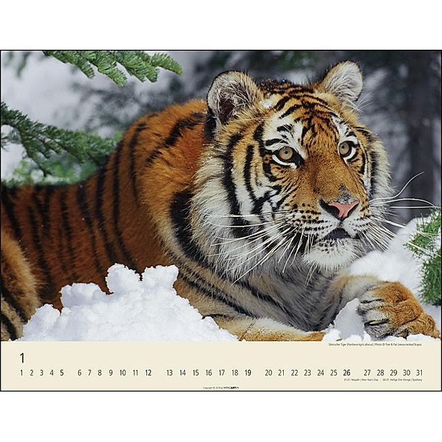 Tiger 2020 - Kalender jetzt günstig bei Weltbild.de bestellen