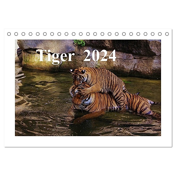 Tiger 2024 (Tischkalender 2024 DIN A5 quer), CALVENDO Monatskalender, Jörg Hennig