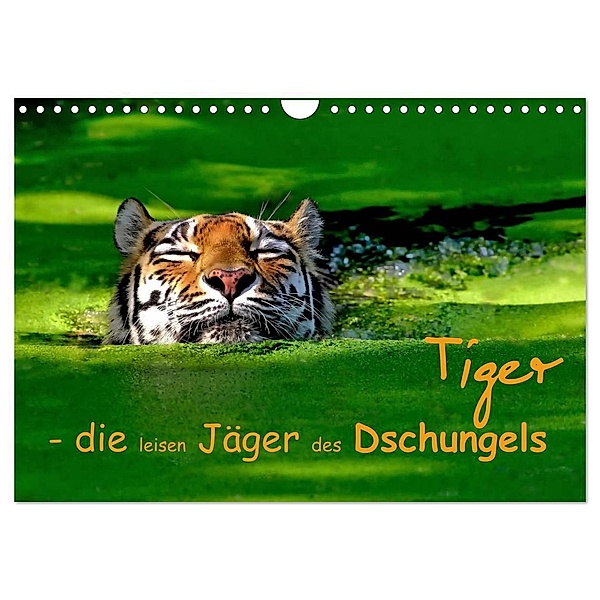Tiger - die leisen Jäger des Dschungels (Wandkalender 2024 DIN A4 quer), CALVENDO Monatskalender, Elke Krone