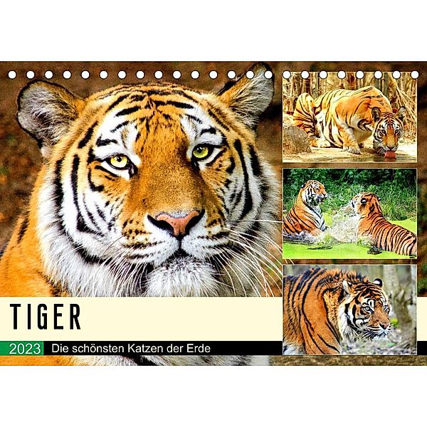Tiger. Die schönsten Katzen der Erde (Tischkalender 2023 DIN A5 quer), Rose Hurley