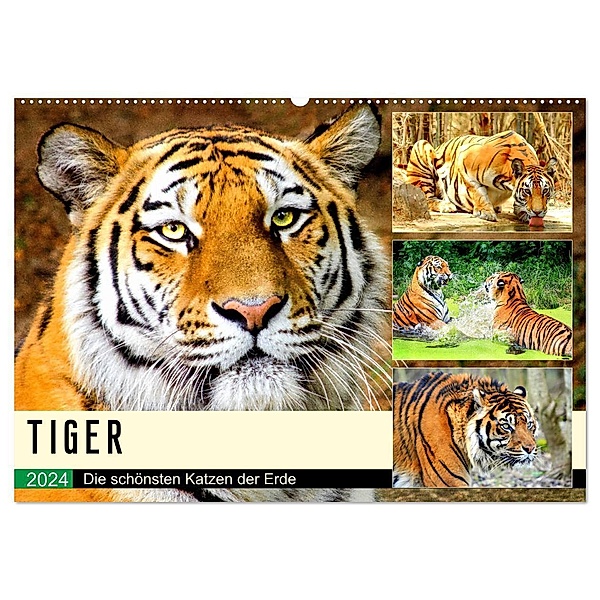 Tiger. Die schönsten Katzen der Erde (Wandkalender 2024 DIN A2 quer), CALVENDO Monatskalender, Rose Hurley