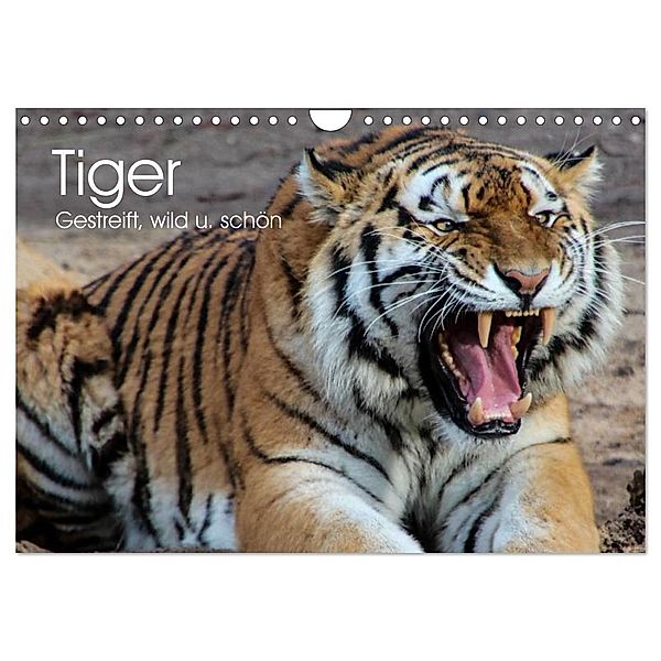 Tiger. Gestreift, wild u. schön (Wandkalender 2024 DIN A4 quer), CALVENDO Monatskalender, Elisabeth Stanzer