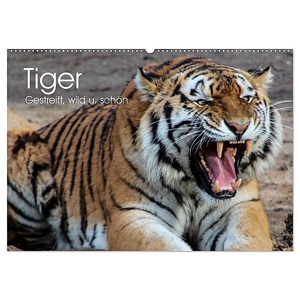 Tiger. Gestreift, wild u. schön (Wandkalender 2024 DIN A2 quer), CALVENDO Monatskalender, Elisabeth Stanzer