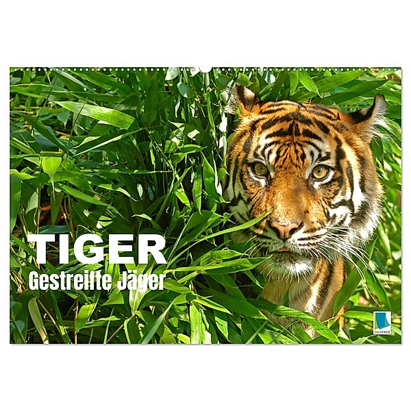 Tiger: Gestreifte Jäger (Wandkalender 2025 DIN A2 quer), CALVENDO Monatskalender, Calvendo