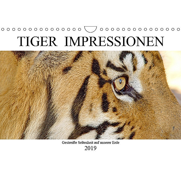 TIGER IMPRESSIONEN Gestreifte Seltenheit auf unserer Erde (Wandkalender 2019 DIN A4 quer), Barbara Fraatz