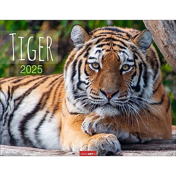 Tiger Kalender 2025