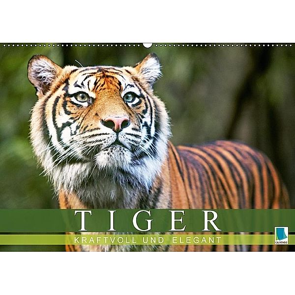 Tiger: kraftvoll und elegant (Wandkalender 2017 DIN A2 quer), CALVENDO