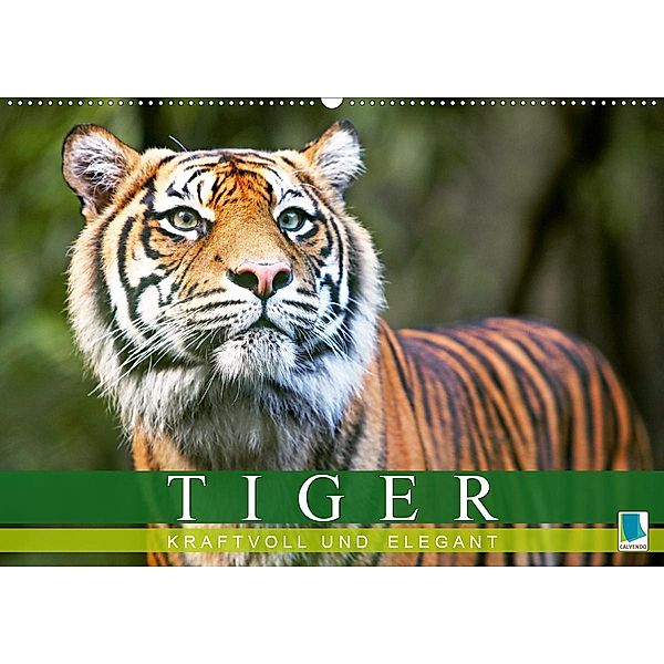 Tiger: kraftvoll und elegant (Wandkalender 2020 DIN A2 quer)