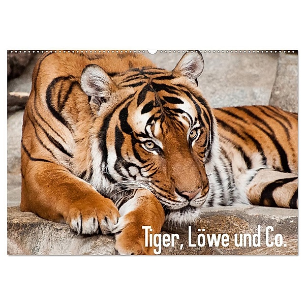 Tiger, Löwe und Co. (Wandkalender 2024 DIN A2 quer), CALVENDO Monatskalender, Sylke Enderlein - Bethari Bengals
