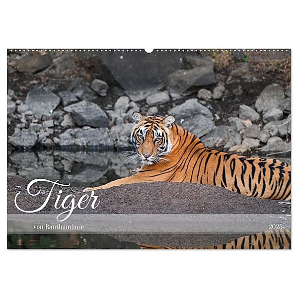 Tiger von Ranthambore (Wandkalender 2025 DIN A2 quer), CALVENDO Monatskalender, Calvendo, Robert Styppa