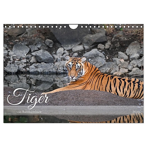 Tiger von Ranthambore (Wandkalender 2025 DIN A4 quer), CALVENDO Monatskalender, Calvendo, Robert Styppa
