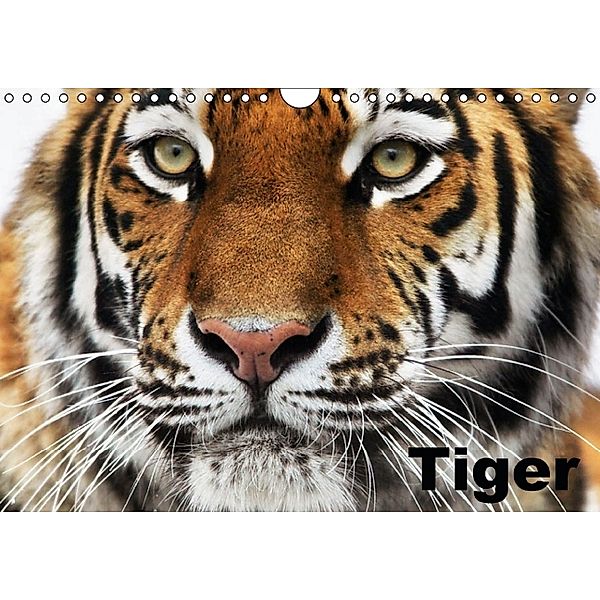 Tiger (Wandkalender immerwährend DIN A4 quer), Elisabeth Stanzer