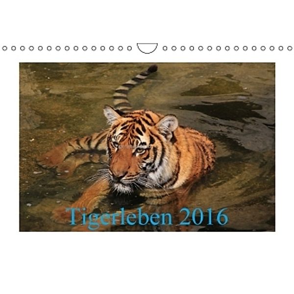 Tigerleben 2016 (Wandkalender 2016 DIN A4 quer), Jörg Hennig