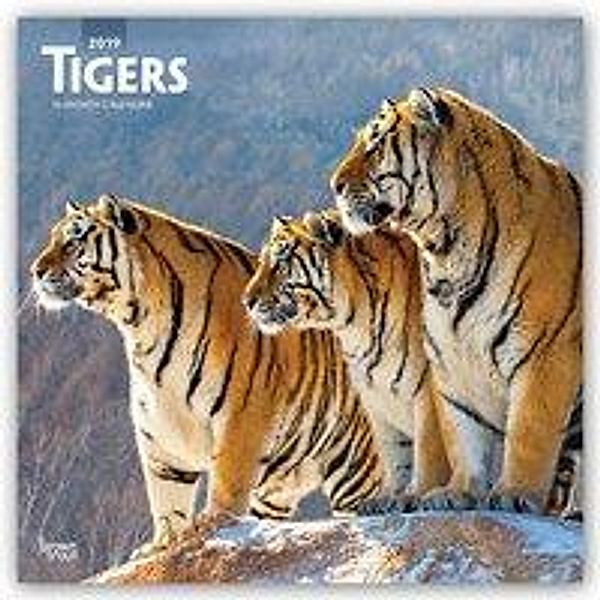 Tigers 2019 Square, Inc Browntrout Publishers