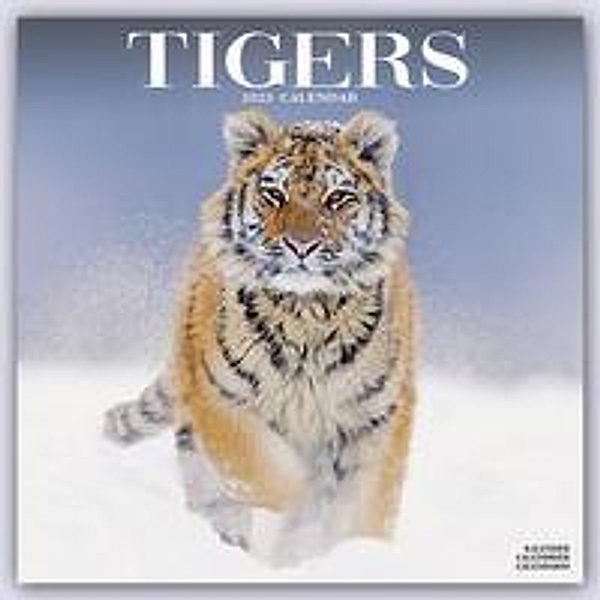 Tigers - Tiger 2023 - 16-Monatskalender, Avonside Publishing Ltd