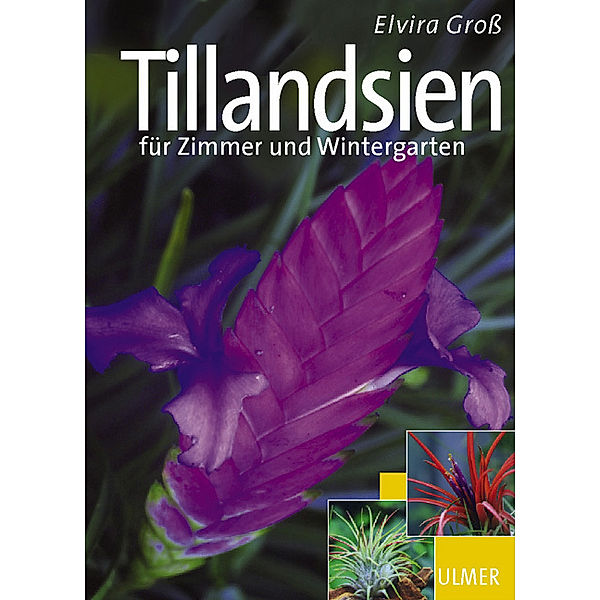 Tillandsien, Elvira Groß