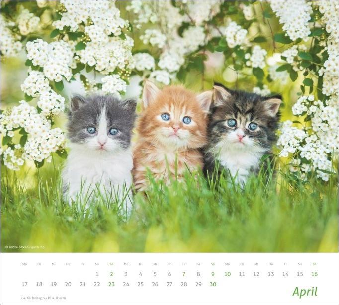 times&more Tier-Kalender 30 x 27 cm Katzen Bildkalender 2022 Wandkalender mit Monatskalendarium 
