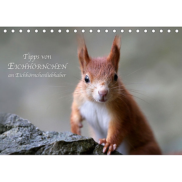 Tipps von Eichhörnchen an Eichhörnchenliebhaber (Tischkalender 2019 DIN A5 quer), Birgit Cerny