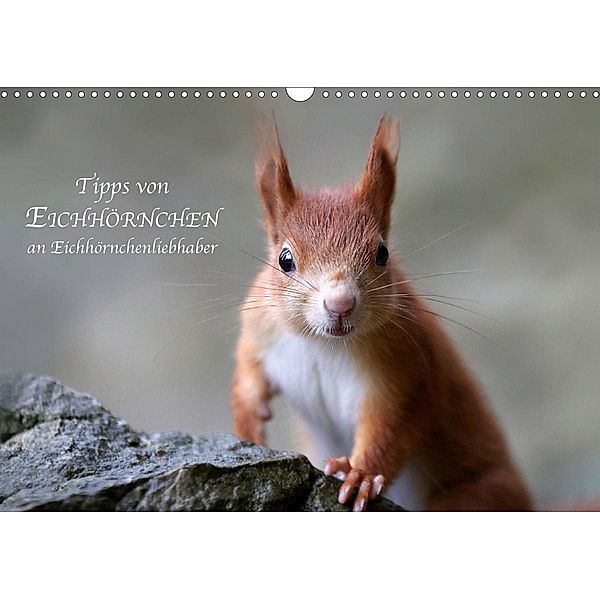 Tipps von Eichhörnchen an Eichhörnchenliebhaber (Wandkalender 2021 DIN A3 quer), Birgit Cerny