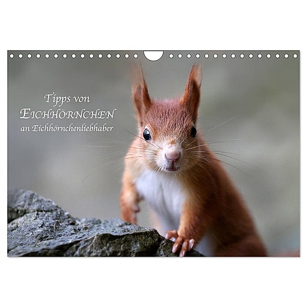 Tipps von Eichhörnchen an Eichhörnchenliebhaber (Wandkalender 2024 DIN A4 quer), CALVENDO Monatskalender, Birgit Cerny