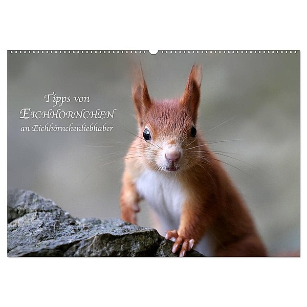 Tipps von Eichhörnchen an Eichhörnchenliebhaber (Wandkalender 2024 DIN A2 quer), CALVENDO Monatskalender, Birgit Cerny