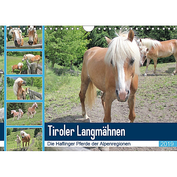 Tiroler LangmähnenAT-Version (Wandkalender 2019 DIN A4 quer), Katrin Lantzsch