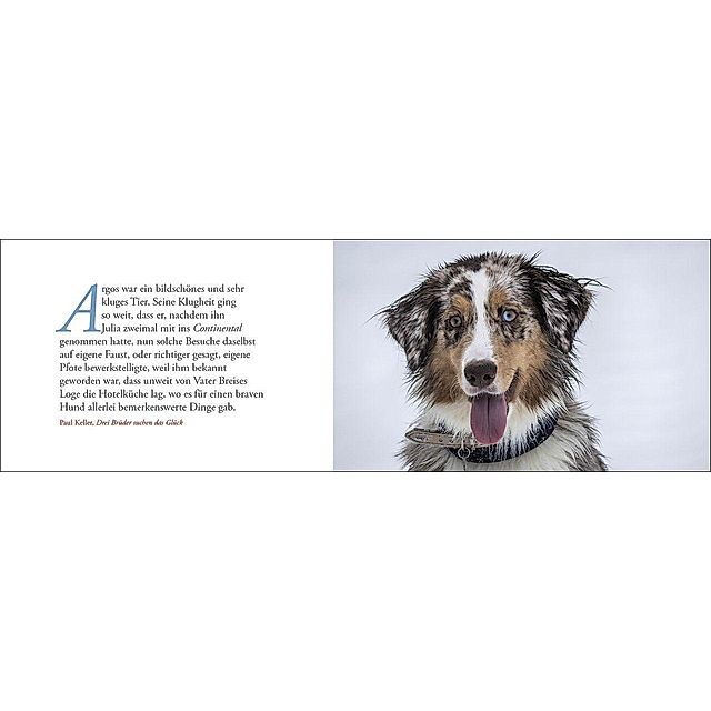 Tischkalender Hunde 2023 - Kalender bei Weltbild.de bestellen