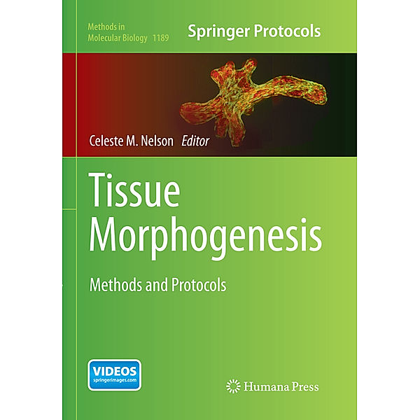 Tissue Morphogenesis