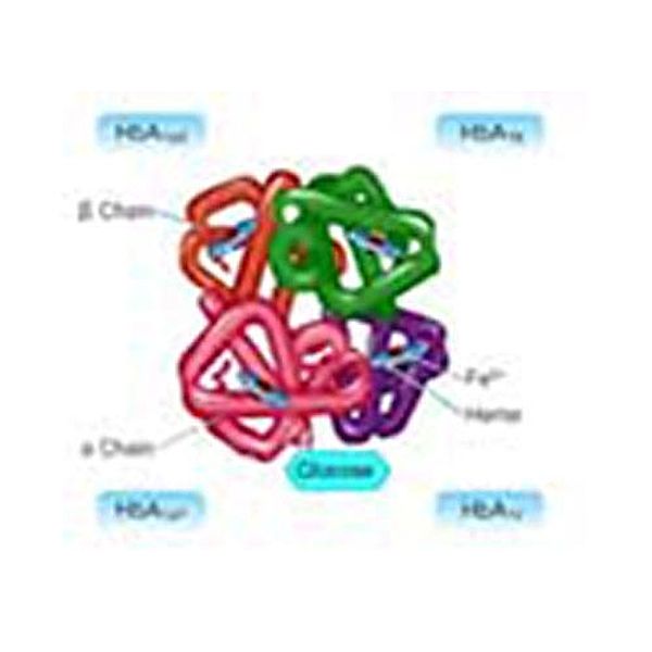 To Study about Glycated Haemoglobin and its Estimation, Smita Kaushik