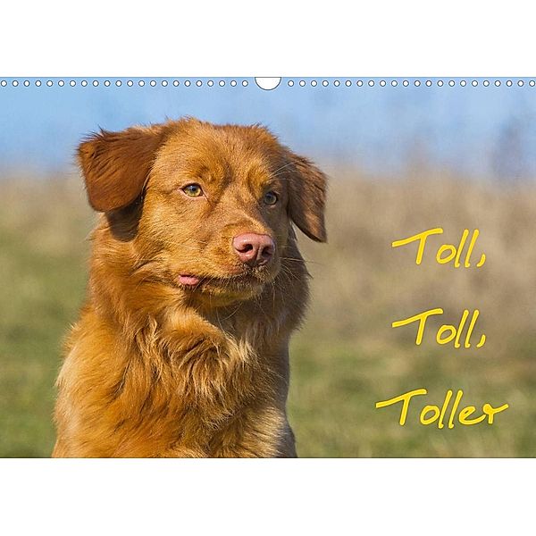 Toll, toll, Toller (Wandkalender 2023 DIN A3 quer), Sigrid Starick